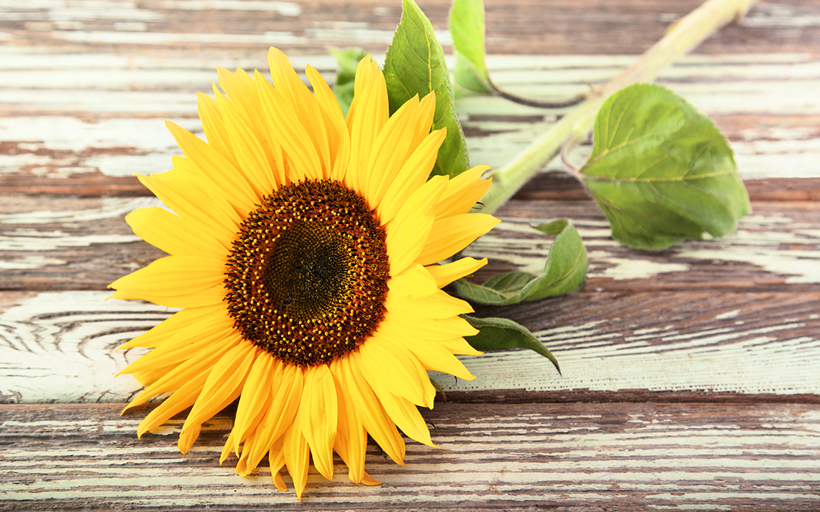 SingleStem Giant Sunflower Oak Hill Farm of Sonoma SF Bay Good Eggs